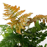 Nahaufnahme von Dryopteris erythrosora mit kupferorangen jungen Wedeln über grünen Wedeln