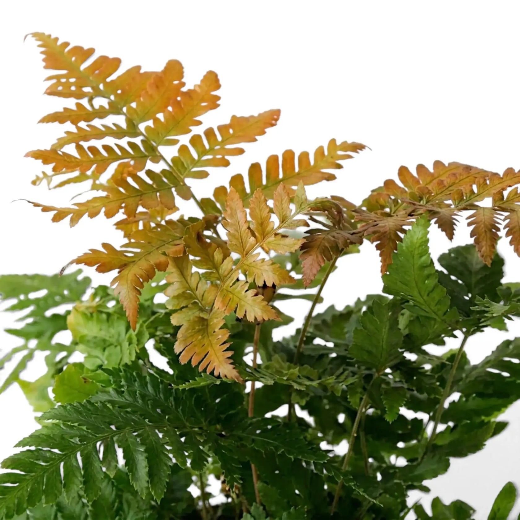 Nahaufnahme von Dryopteris erythrosora mit kupferorangen jungen Wedeln über grünen Wedeln