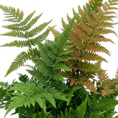 Übereinanderliegende Wedel des Dryopteris erythrosora in Grün-, Bronze- und Kupfertönen