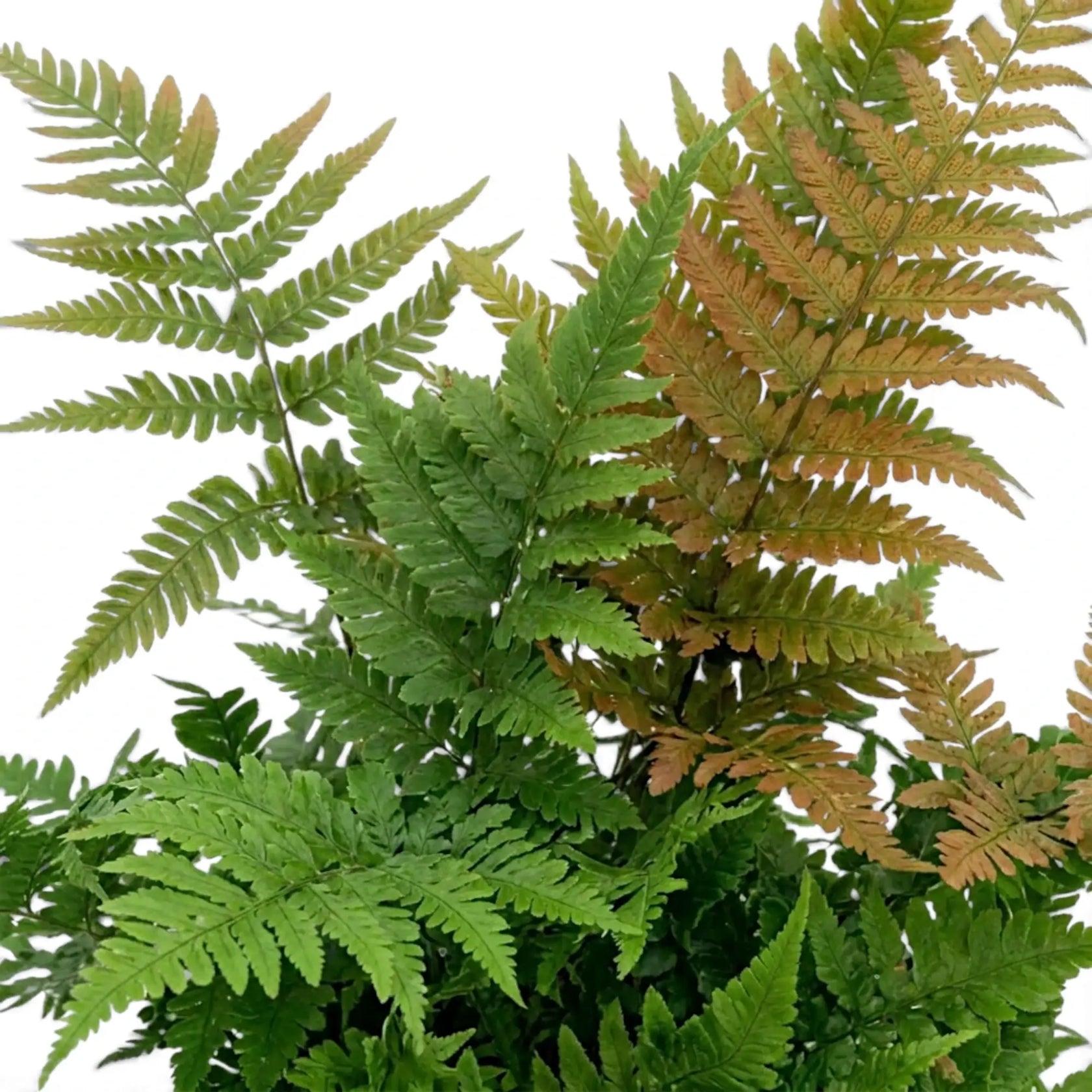 Übereinanderliegende Wedel des Dryopteris erythrosora in Grün-, Bronze- und Kupfertönen