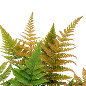 Nahaufnahme von Wedeln des Dryopteris erythrosora beim Farbwechsel von Kupferorange zu Grün
