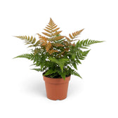 Dryopteris erythrosora mit bogig überhängenden grünen Wedeln und aufrechtem kupferfarbenem Neuaustrieb