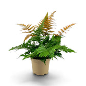Üppiger Dryopteris erythrosora mit grünen Wedeln und kupferfarbenen Spitzen in einem hellen Kulturtopf