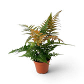 Dryopteris erythrosora mit grünen Wedeln und kupferrotem Neuaustrieb in einem Kulturtopf
