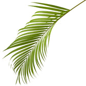 Dypsis lutescens – Blattdetail vor weißem Hintergrund..