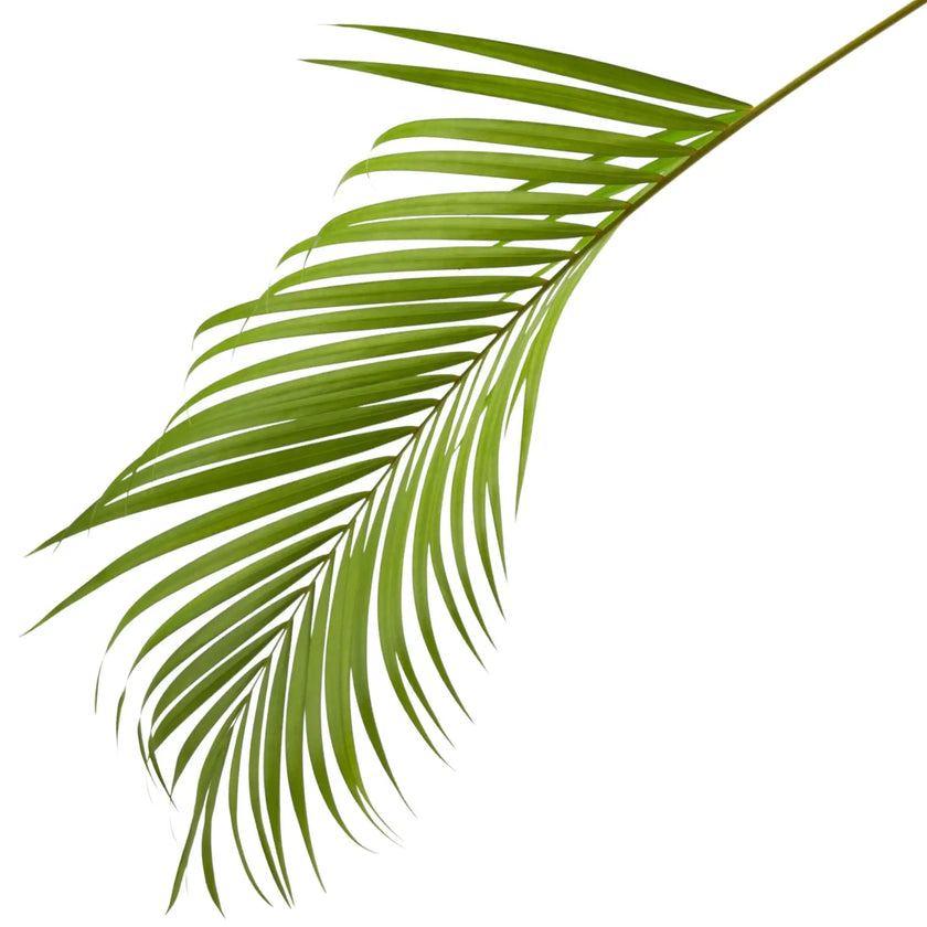 Dypsis lutescens – Blattdetail vor weißem Hintergrund..