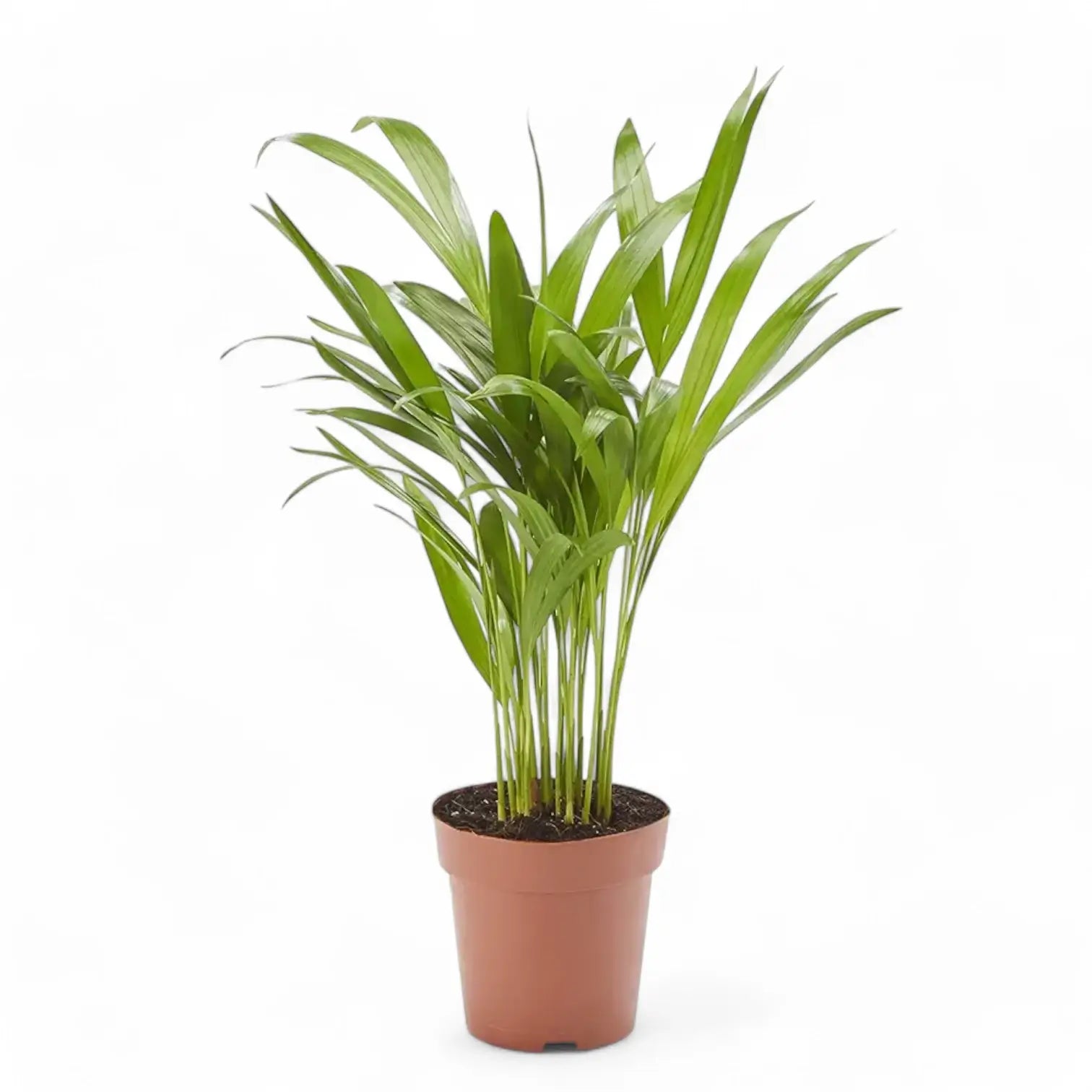 Dypsis lutescens potted plant in nursery pot on white background.