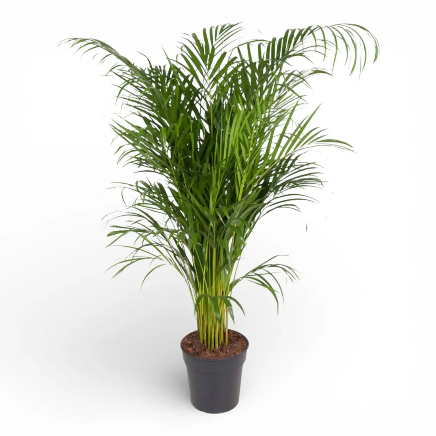 Dypsis lutescens potted plant in nursery pot on white background.