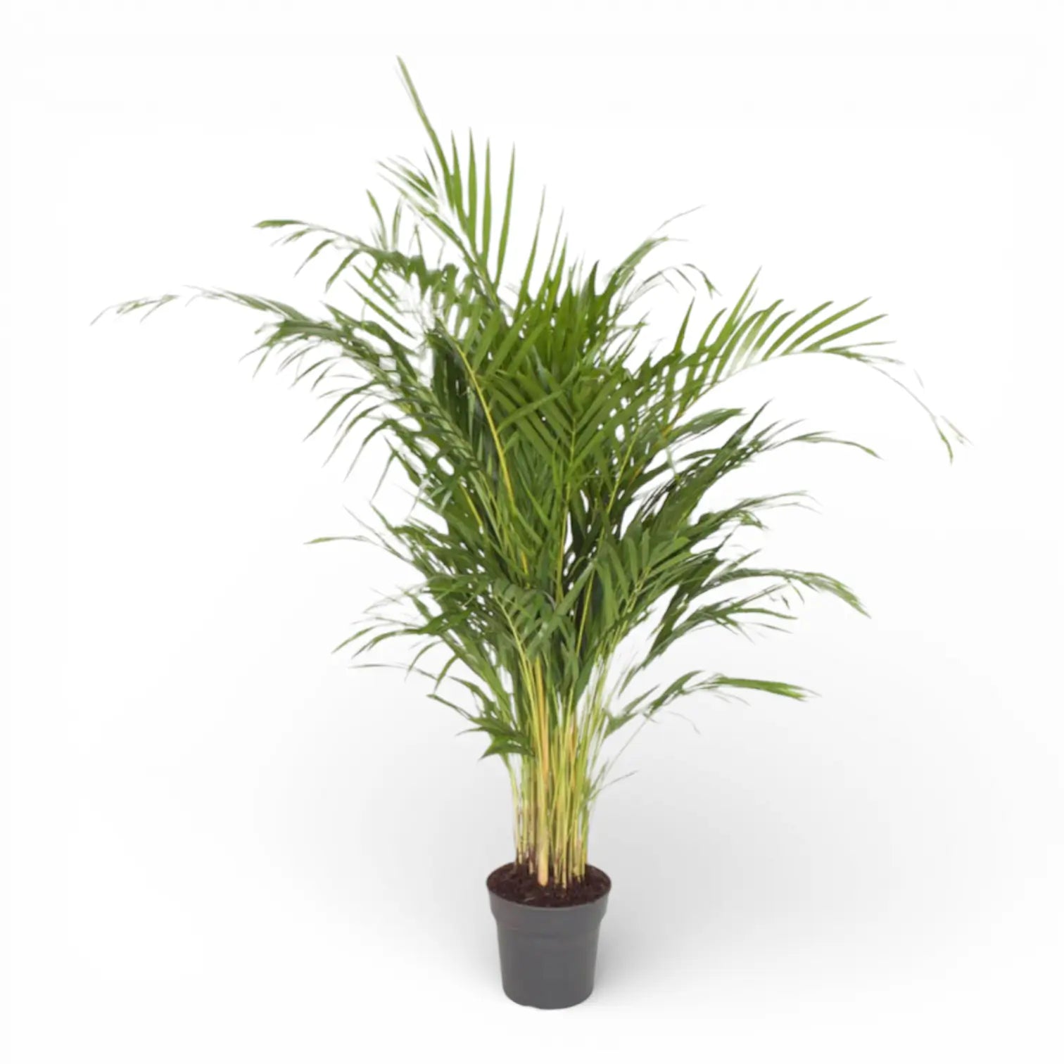 Dypsis lutescens potted plant in nursery pot on white background.