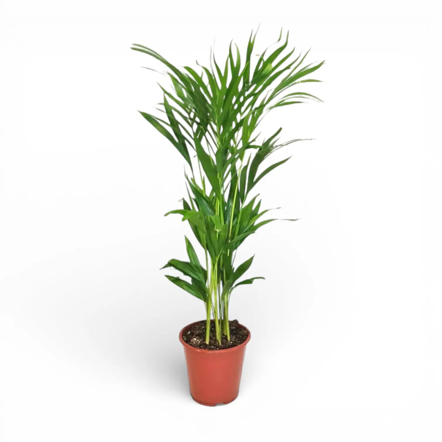 Dypsis lutescens potted plant in nursery pot on white background.