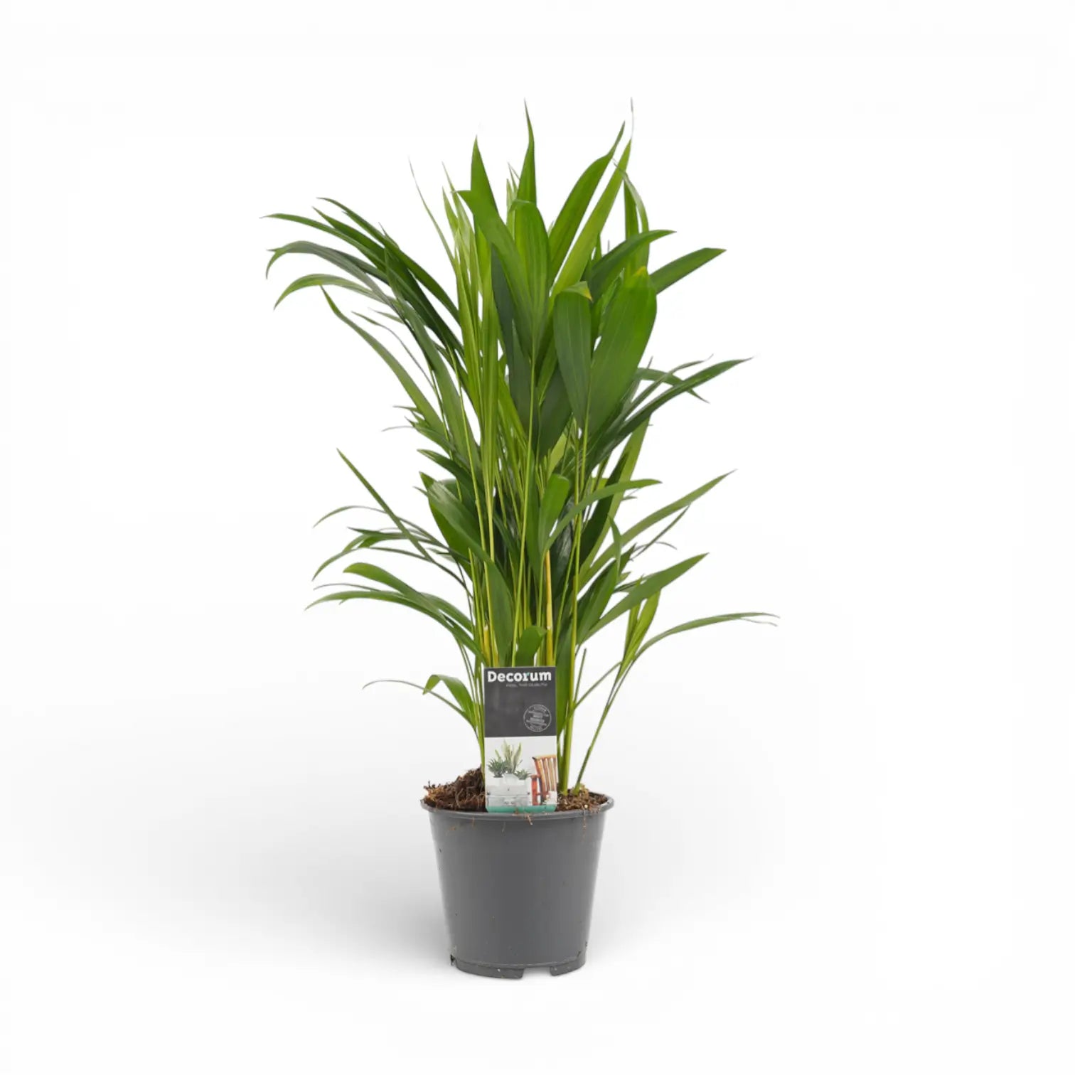 Dypsis lutescens potted plant in nursery pot on white background.