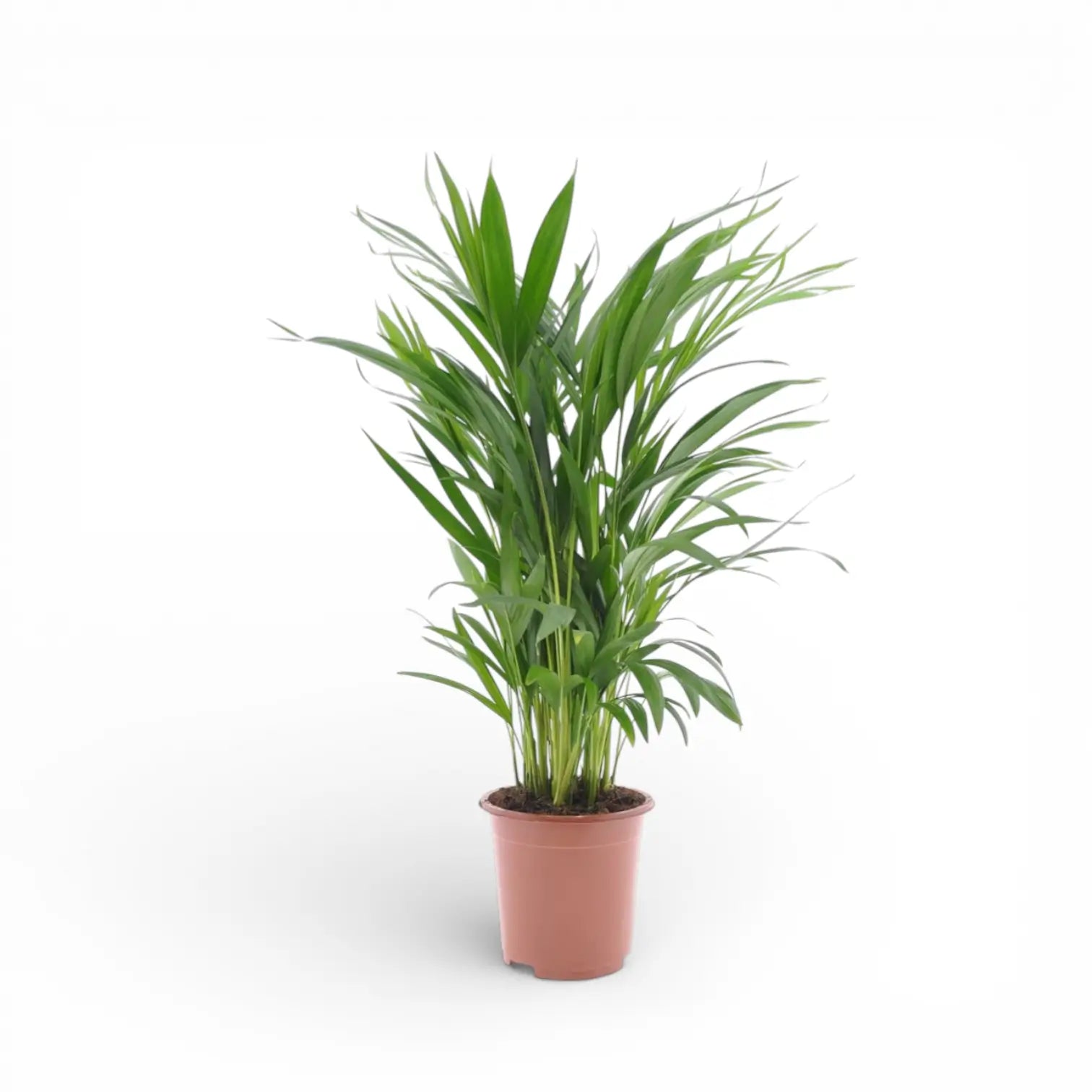 areca palm houseplant uk Chrysalidocarpus lutescens