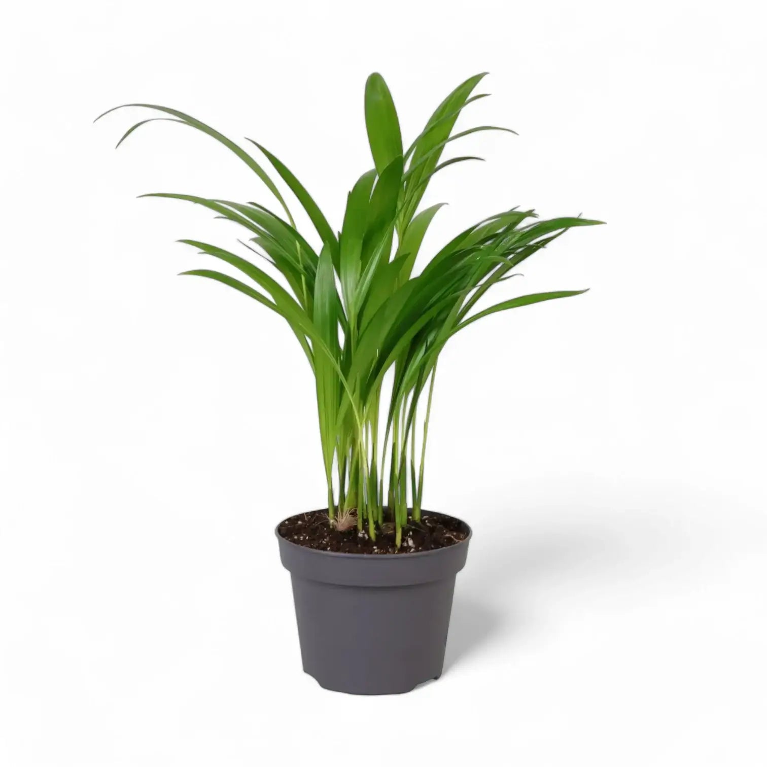 Dypsis lutescens potted plant in nursery pot on white background.