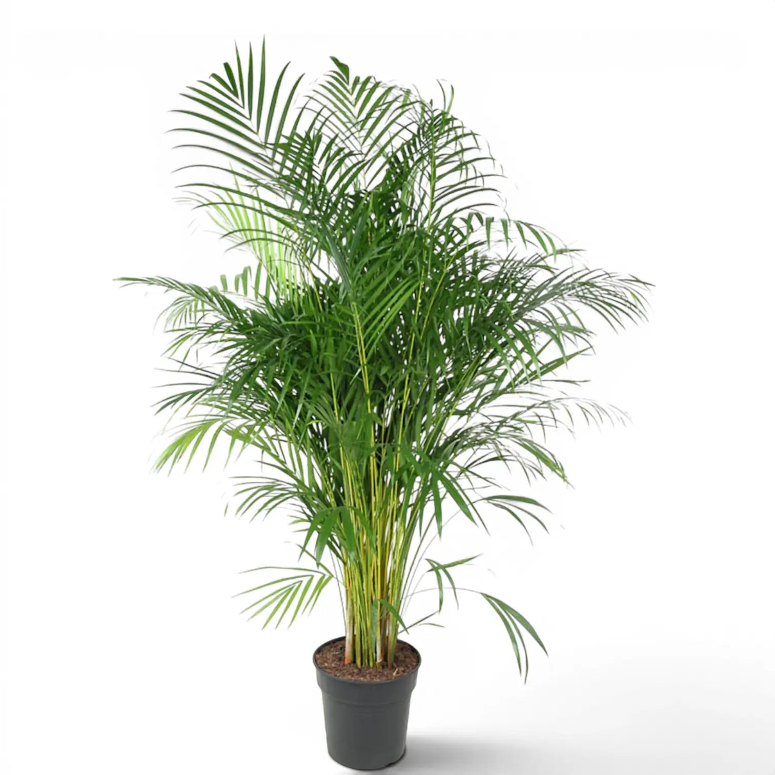 Dypsis lutescens mit üppigen grünen Wedeln und gelbgrünen Stielen in einem dunkelgrauen Topf vor weißem Hintergrund.