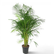 Dypsis lutescens mit üppigen grünen Wedeln und gelbgrünen Stielen in einem dunkelgrauen Topf vor weißem Hintergrund.