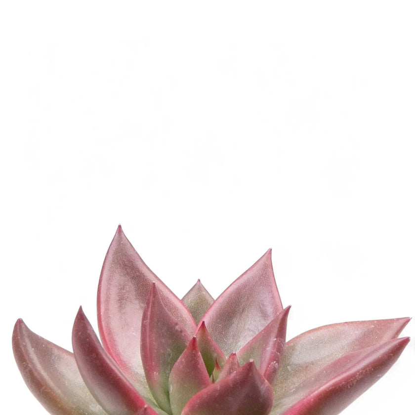 Echeveria agavoides 'Mars Galaxy' – Blattdetail vor weißem Hintergrund..