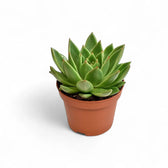 Echeveria agavoides 'Miranda' potted plant in nursery pot on white background.