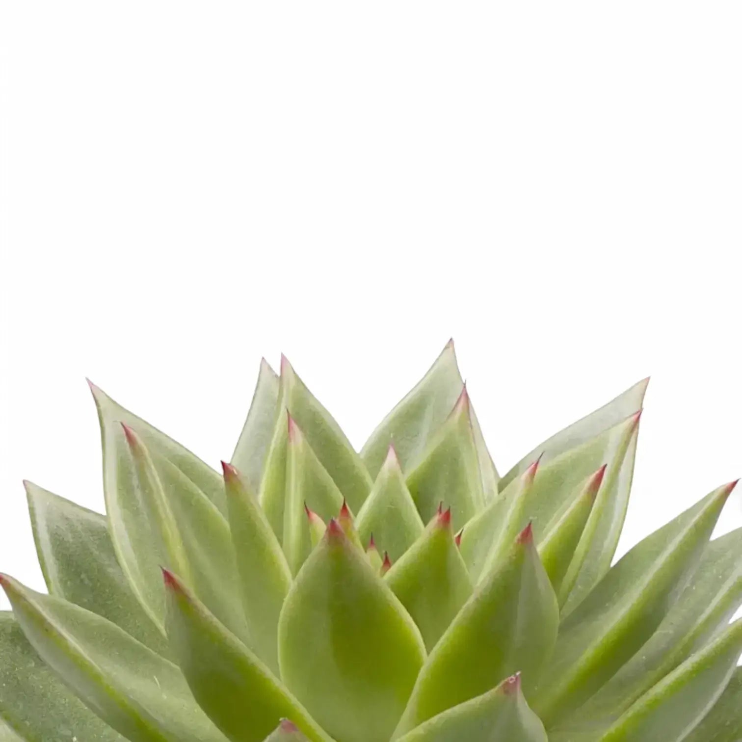 Nahaufnahme eines Blatts von Echeveria agavoides 'Pluto Galaxy' vor weißem Hintergrund.