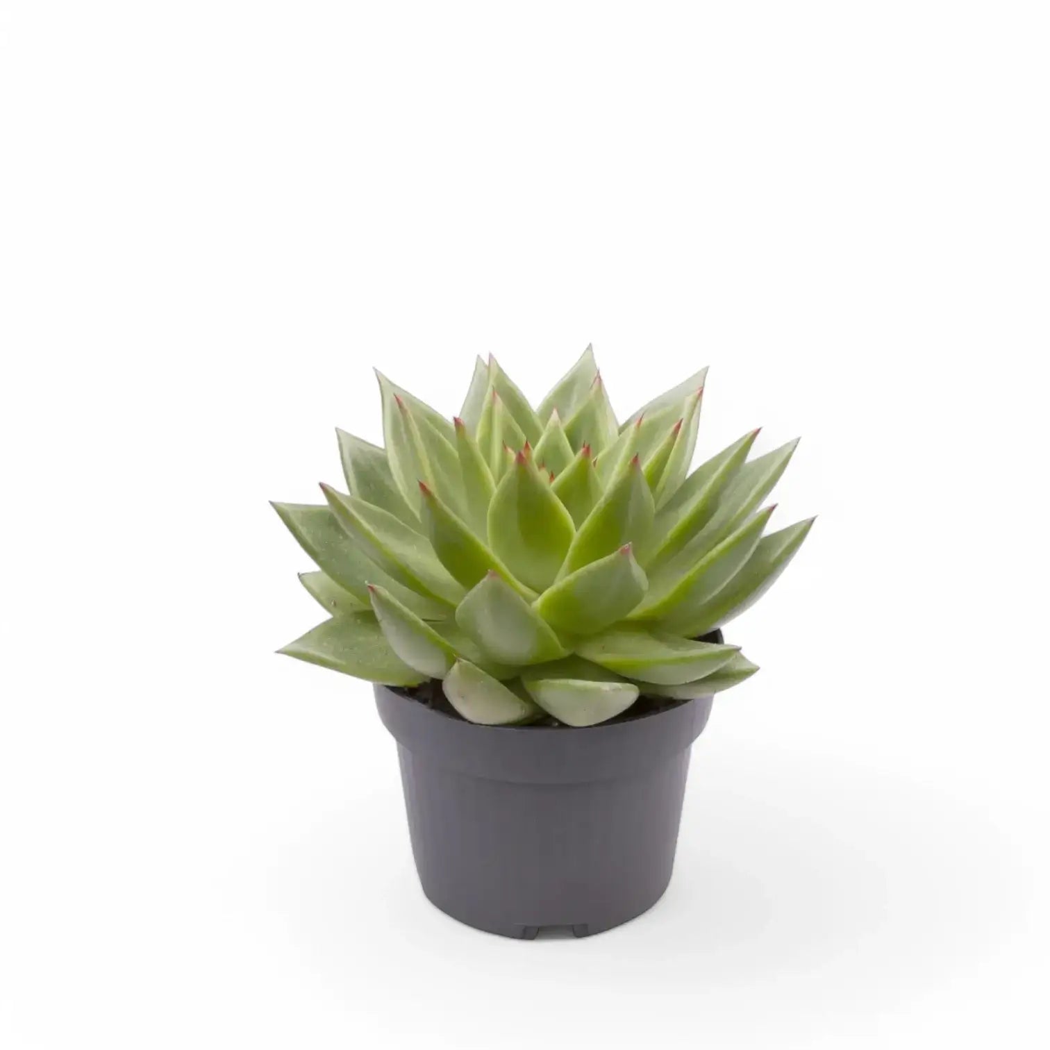 Echeveria agavoides 'Pluto Galaxy' – Topfpflanze im Kulturtopf vor weißem Hintergrund, Produktfoto 2.