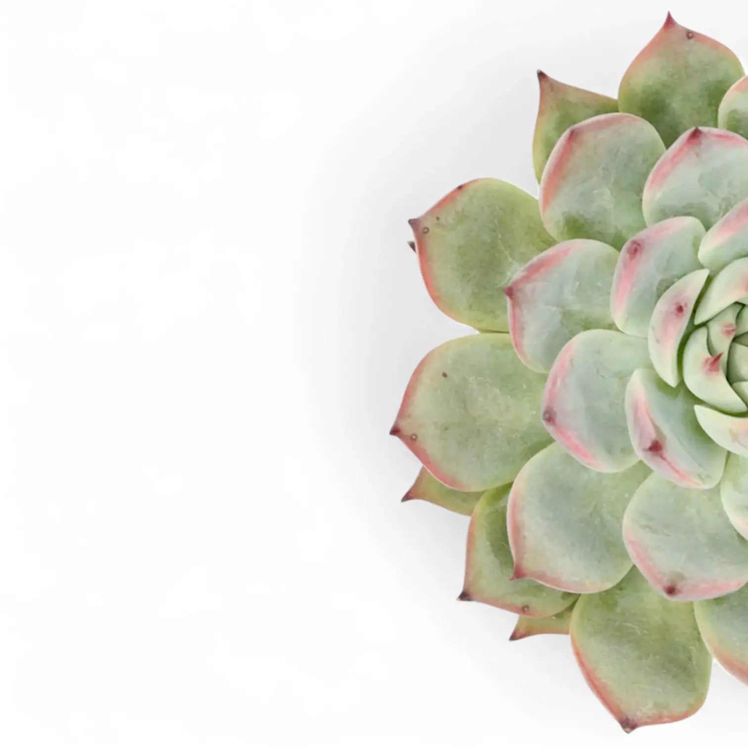 Nahaufnahme eines Blatts von Echeveria chihuahuaensis vor weißem Hintergrund.