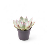 Echeveria chihuahuaensis – Topfpflanze im Kulturtopf vor weißem Hintergrund, Produktfoto 2.
