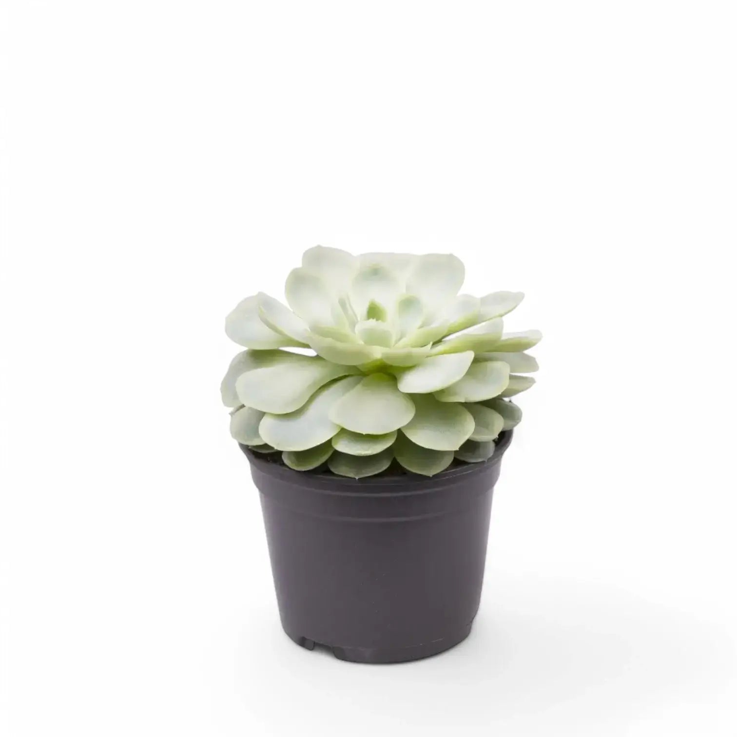 Echeveria elegans – Topfpflanze im Kulturtopf vor weißem Hintergrund, Produktfoto 2.