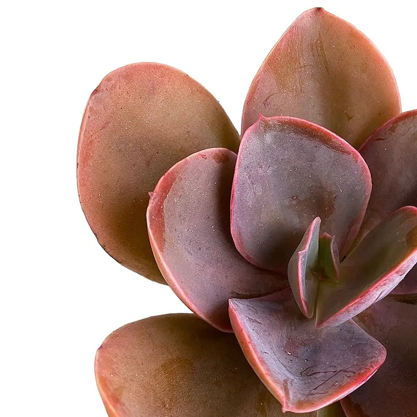 Nahaufnahme eines Blatts von Echeveria gibbiflora 'Metallica' vor weißem Hintergrund.