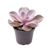 Echeveria gibbiflora 'Metallica' potted plant in nursery pot on white background.