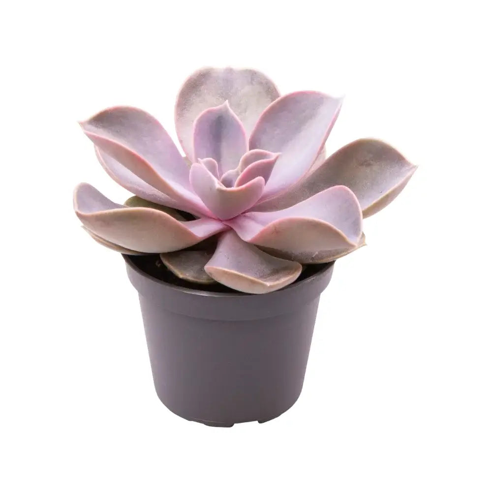 Echeveria gibbiflora 'Metallica' potted plant in nursery pot on white background.