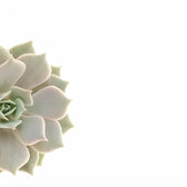 Echeveria 'Lola' leaf detail on white background.
