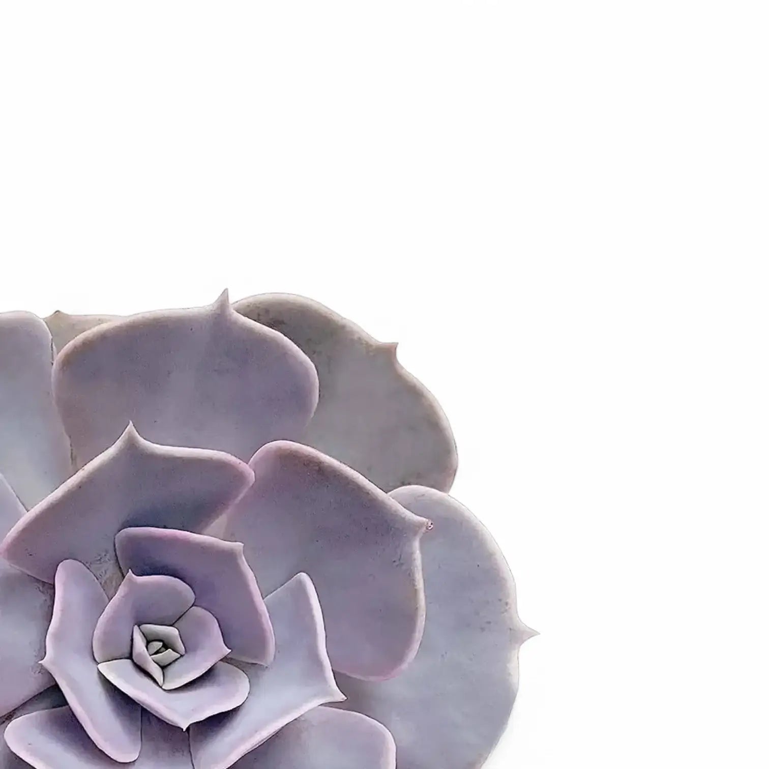 Echeveria 'Pollux' close-up of leaf on white background.