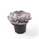 Echeveria 'Pollux' potted plant in nursery pot on white background.