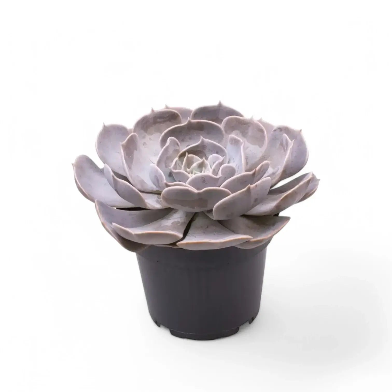 Echeveria 'Pollux' potted plant in nursery pot on white background.