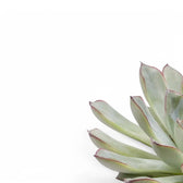 Nahaufnahme eines Blatts von Echeveria pulidonis vor weißem Hintergrund.