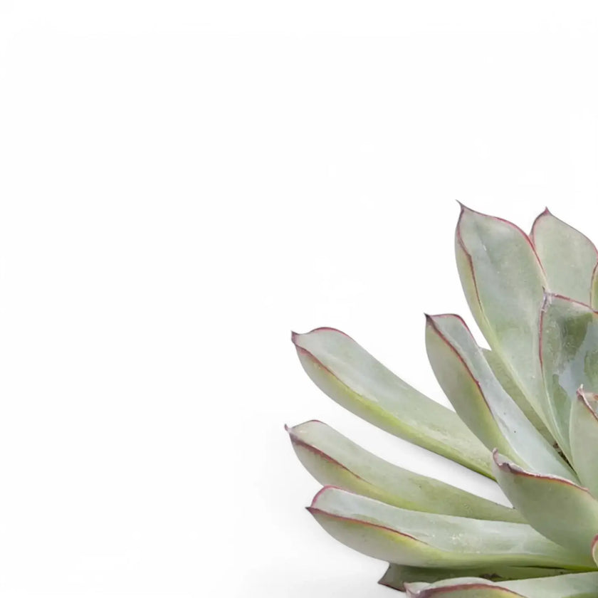 Nahaufnahme eines Blatts von Echeveria pulidonis vor weißem Hintergrund.