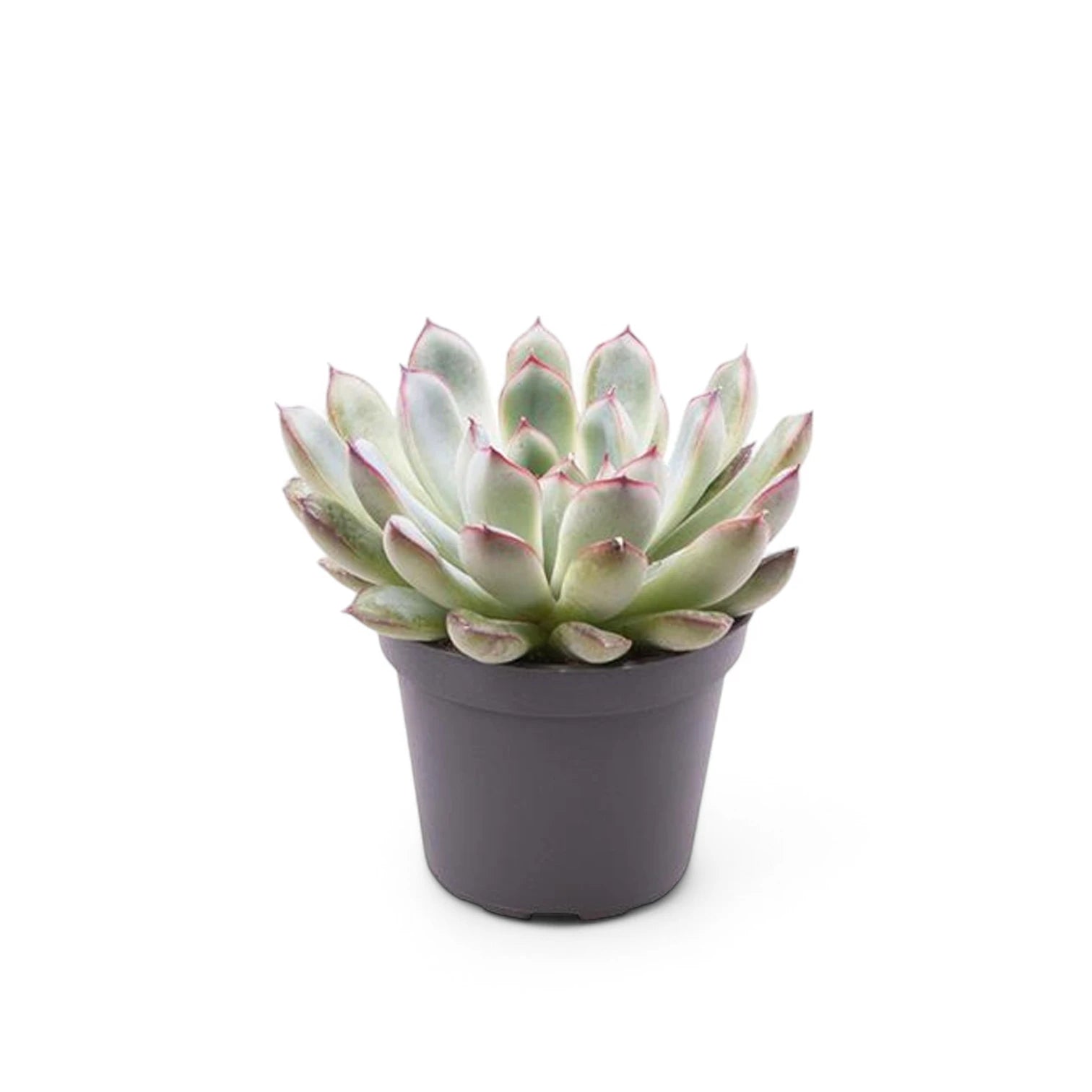 Echeveria pulidonis – Topfpflanze im Kulturtopf vor weißem Hintergrund, Produktfoto 2.