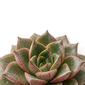 Rosette von Echeveria purpusiorum mit gefleckten, spitz zulaufenden Blättern