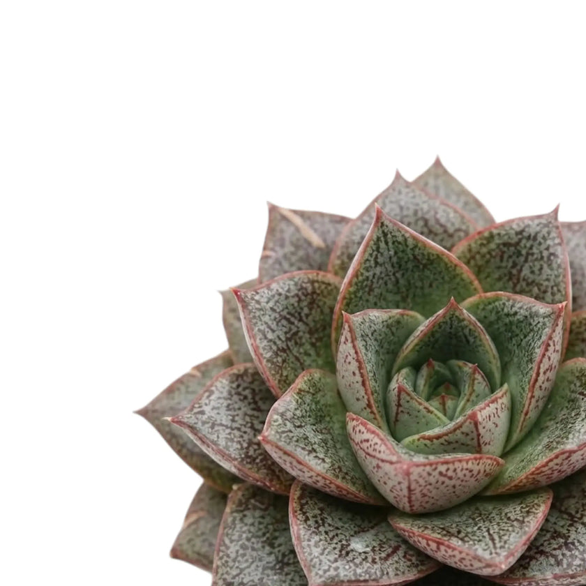 Rosette von Echeveria purpusiorum mit gefleckten, spitz zulaufenden Blättern
