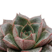 Rosette von Echeveria purpusiorum mit gefleckten, spitz zulaufenden Blättern