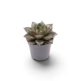 Echeveria purpusiorum im Kulturtopf mit einer Rosette aus gefleckten, spitz zulaufenden Blättern