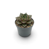 Echeveria purpusiorum im Kulturtopf mit einer Rosette aus gefleckten, spitz zulaufenden Blättern