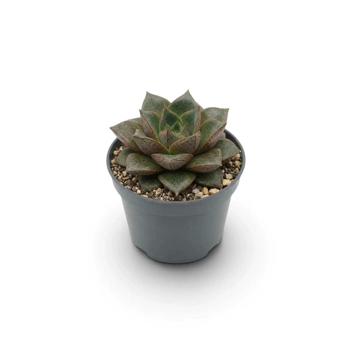 Echeveria purpusiorum im Kulturtopf mit einer Rosette aus gefleckten, spitz zulaufenden Blättern
