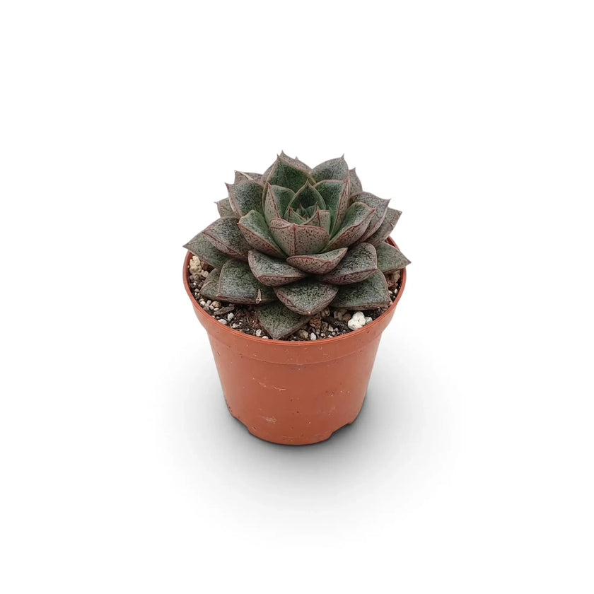 Echeveria purpusiorum im Kulturtopf mit einer Rosette aus gefleckten, spitz zulaufenden Blättern