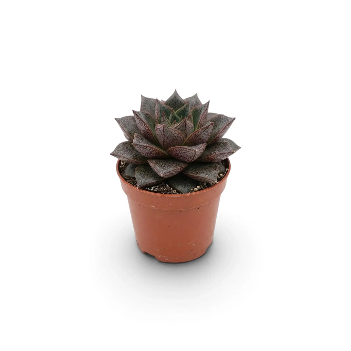 Echeveria purpusiorum im Kulturtopf mit einer Rosette aus gefleckten, spitz zulaufenden Blättern