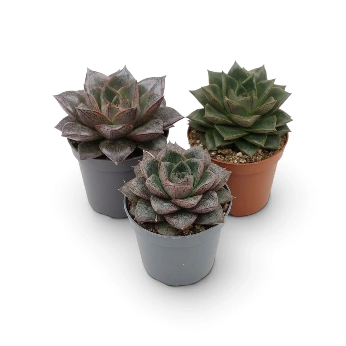 Echeveria purpusiorum im Kulturtopf mit einer Rosette aus gefleckten, spitz zulaufenden Blättern
