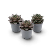 Echeveria purpusiorum im Kulturtopf mit einer Rosette aus gefleckten, spitz zulaufenden Blättern