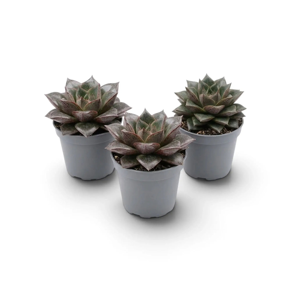 Echeveria purpusiorum im Kulturtopf mit einer Rosette aus gefleckten, spitz zulaufenden Blättern