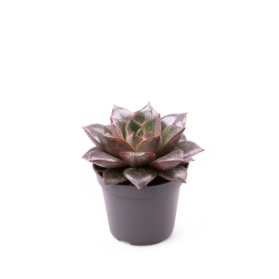 Small Echeveria rosette in a black nursery pot on a white background