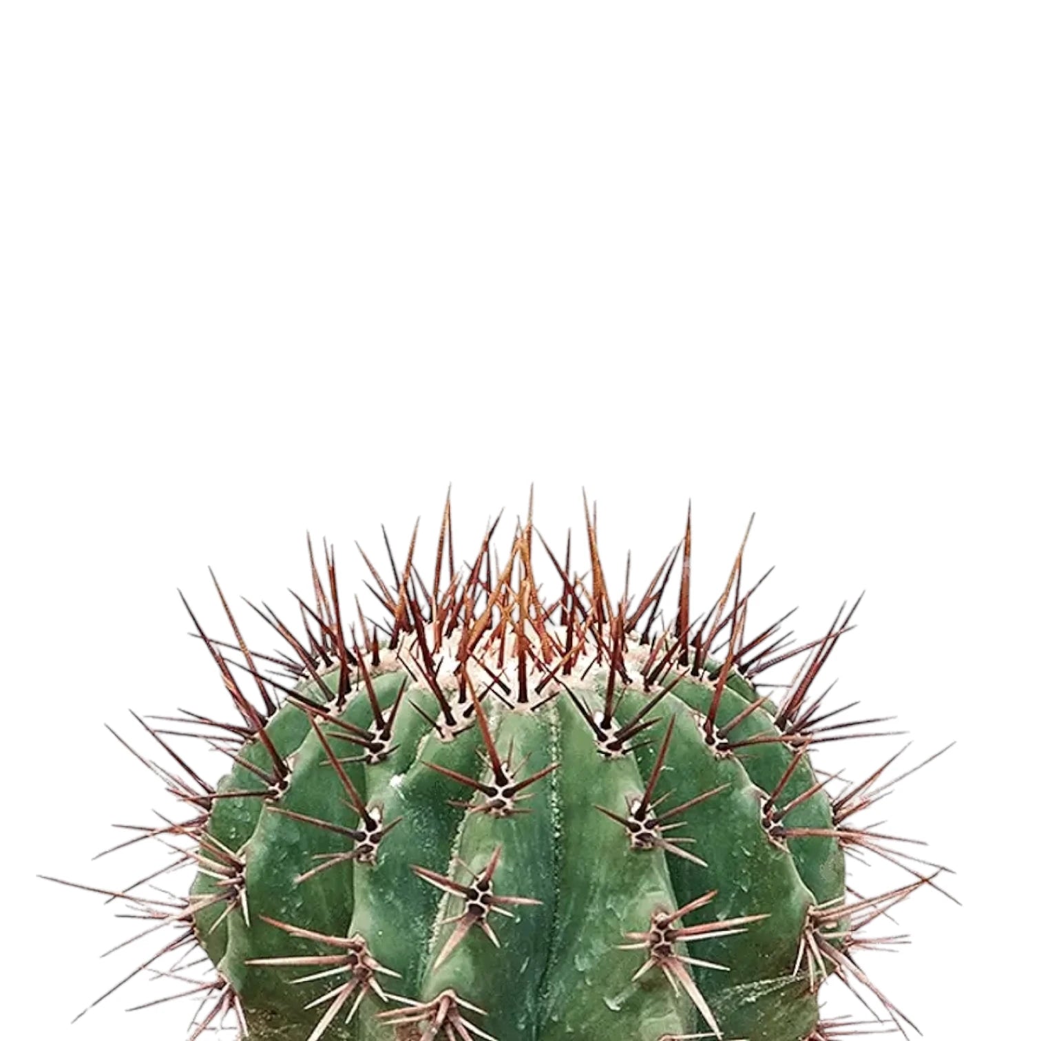 Echinocactus platyacanthus leaf detail on white background.