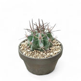 Echinocactus platyacanthus potted plant in nursery pot on white background.